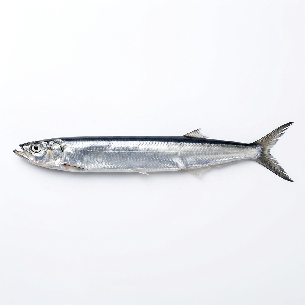 Dorab Wolf - Herring