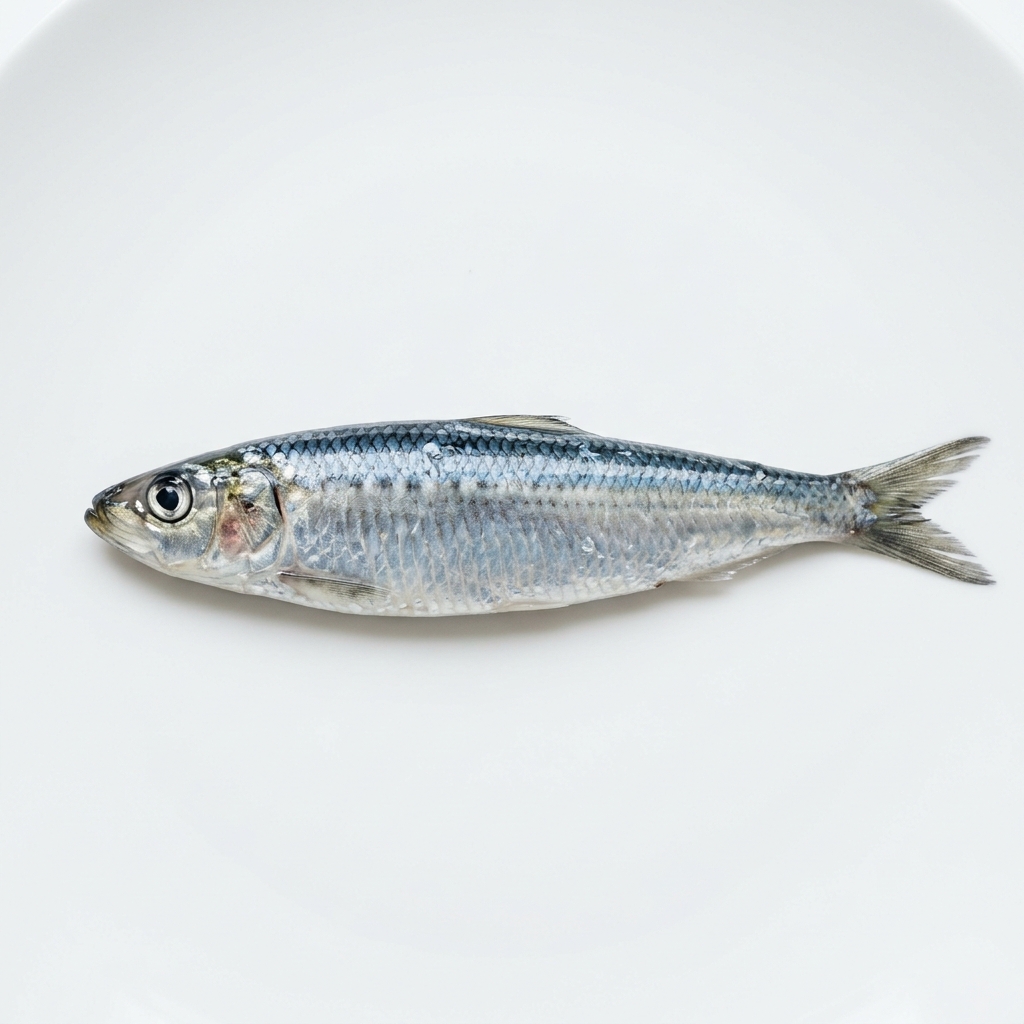 Sardine