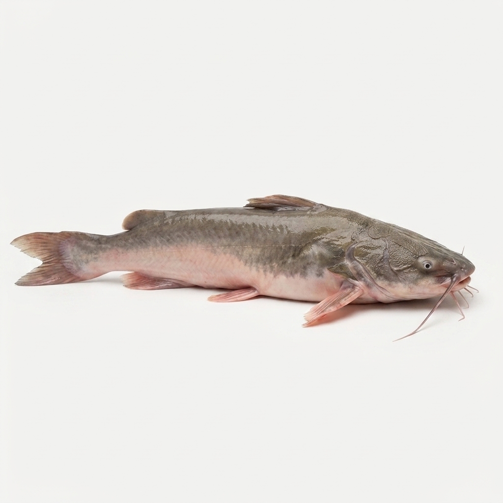 Solid Skin Catfish